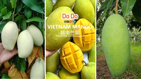 Vietnam Mango Season Guide
