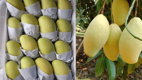 Xoài Keo - Keo Mango- 芒果出口