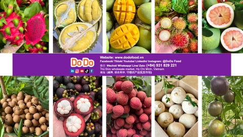 Vietnam's Top 10 Fruit Exports Overview