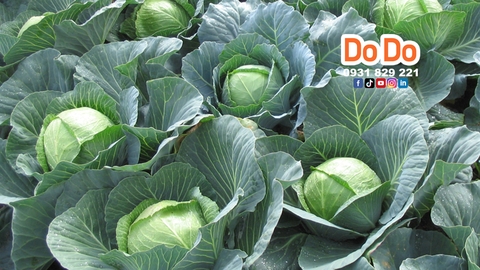 Cách chế biến bắp cải ngon nhất