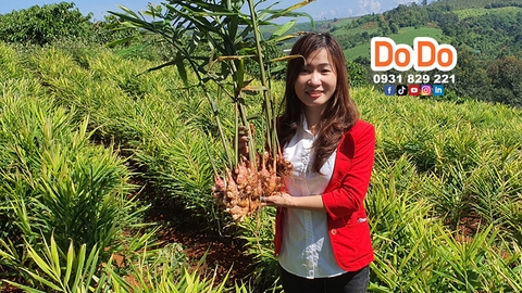 Vietnam Ginger Export Overview and Insights