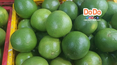 Vietnam Pomelo