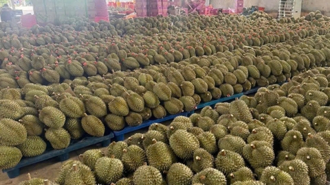 Xuất khẩu sầu riêng phá nhiều kỷ lục