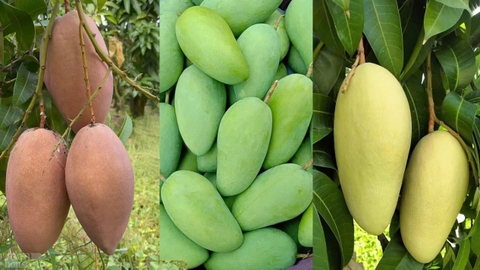 Xoài Đài Loan - Mango -芒果出口