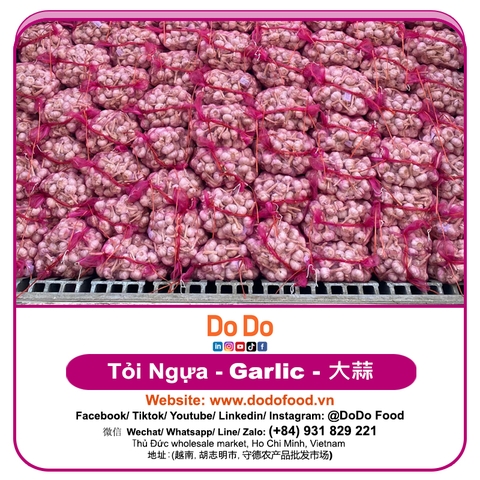 Tỏi Ngựa - DODO GLOBAL