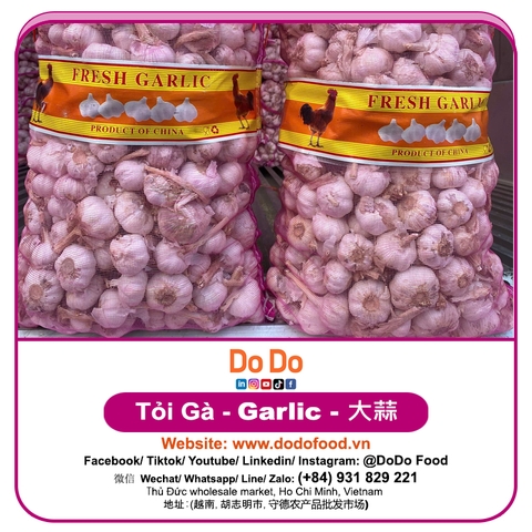 Chinese Garlic Export- 中国大蒜出口