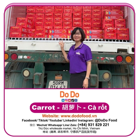 Carrot importing- 胡萝卜进口 | DODO FOOD