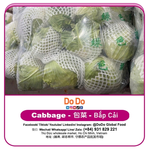 Bắp cải