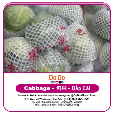 Bắp cải