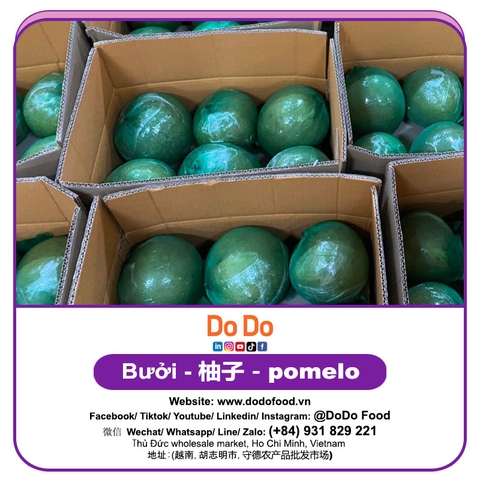 Bưởi 柚子