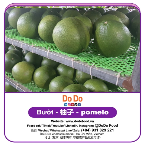 Bưởi 柚子