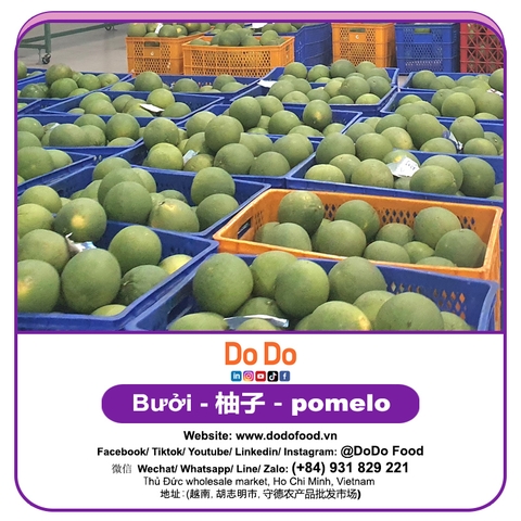 Bưởi 柚子