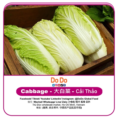 Cải thảo