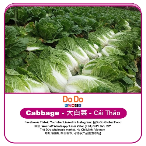Cải thảo