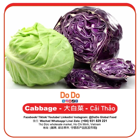 Bắp cải