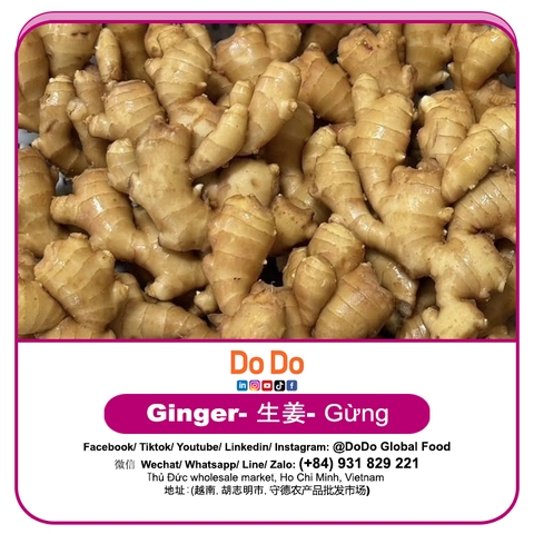 Gừng