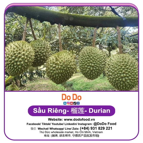 Sầu riêng 榴莲