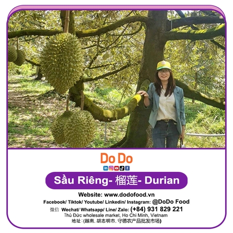 Sầu riêng 榴莲