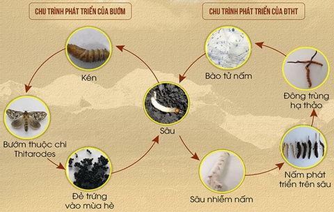Quá trình hình thành và phát triển của đông trùng hạ thảo