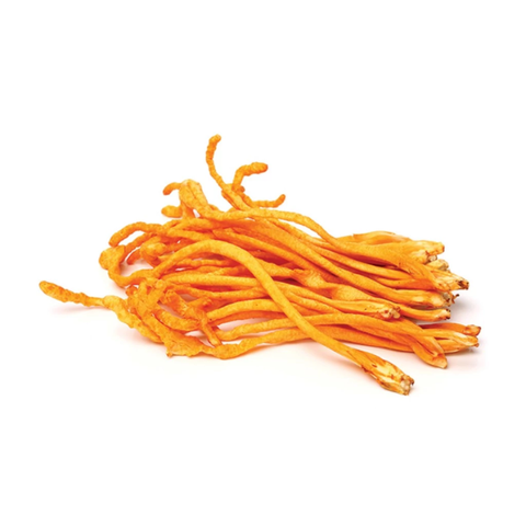Nấm Đông Trùng Hạ Thảo Tươi Lý Tưởng 50g ( Phần sợi nấm )