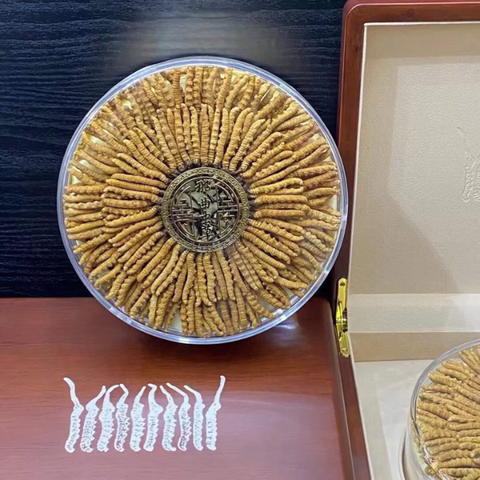 Đông Trùng Hạ Thảo Tây Tạng 10 con hộp 10g – Hàng VIP