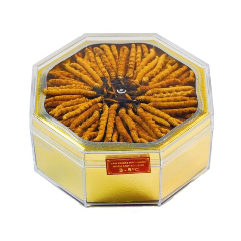 Đông Trùng Hạ Thảo Tây Tạng Vip - 22con/10g Hàng Tuyển Chọn