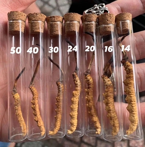 Đông Trùng Hạ Thảo Tây Tạng 30 con hộp 20g – Hàng VIP