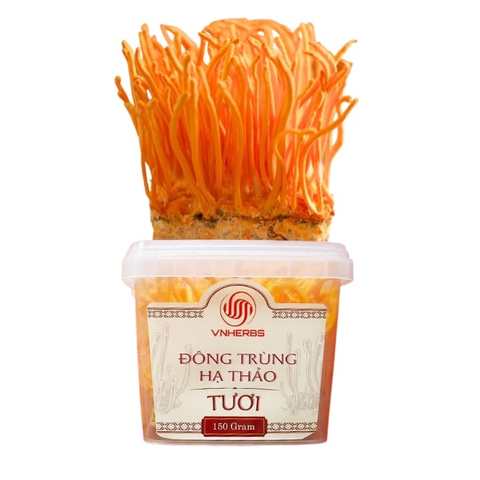 Đông Trùng Hạ Thảo Tươi có đế hộp 150g