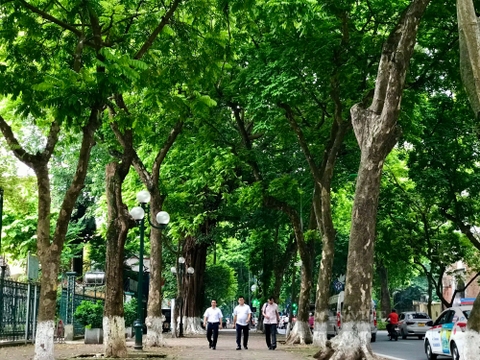 Hà Nội mùa sấu, nét đẹp văn hoá được lưu giữ mãi...