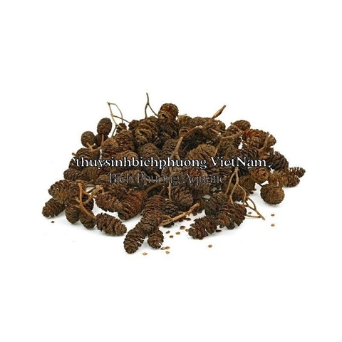 ALDER CONES ERLENZAPFEN CONE - QUẢ THÔNG KHÔ