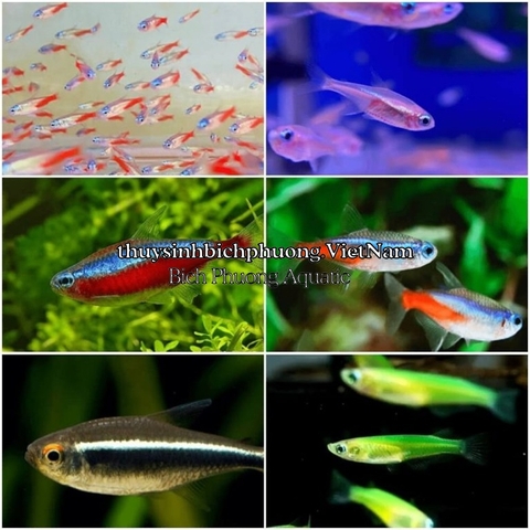 MINERAL GH+ THƯƠNG HIỆU EBI-VN - KHOÁNG CÁ TÉP