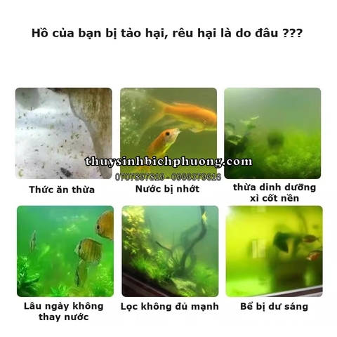 BIOZYM ALGAE REMOVER - THUỐC DIỆT RÊU TẢO HẠI HIỆU QUẢ VÀ AN TOÀN