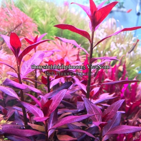 MAGIC BASE PLUS - CỐT NỀN GIÀU DINH DƯỠNG