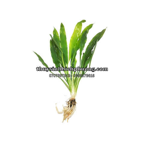 CÂY LƯỠI MÈO THỦY SINH