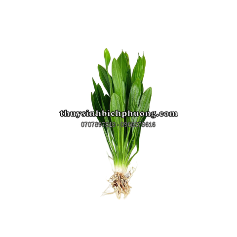 CÂY LƯỠI MÈO THỦY SINH