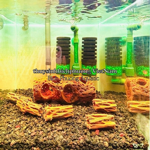 LARGE CHOLLA WOOD - LŨA XƯƠNG RỒNG