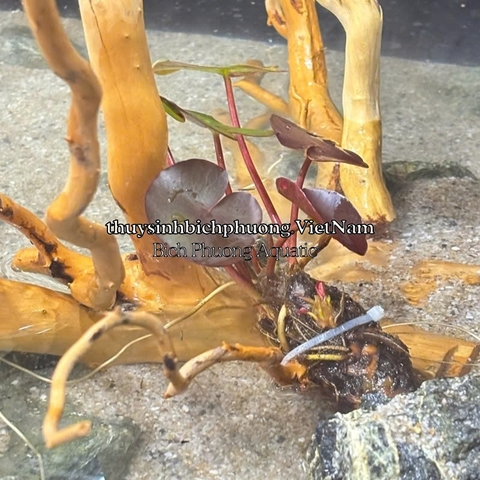 CỦ SÚNG | CỦ SEN THÁI ĐỎ - CÂY THỦY SINH