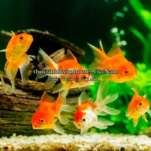 MINERAL GH/KH+ THƯƠNG HIỆU EBI-VN - KHOÁNG CÁ TÉP