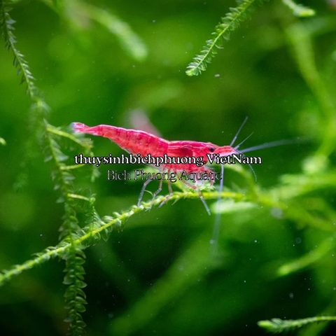 MINERAL GH/KH+ THƯƠNG HIỆU EBI-VN - KHOÁNG CÁ TÉP