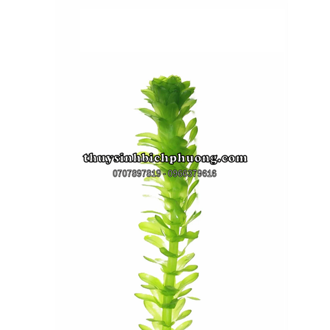 CÂY NGÔ CÔNG THẢO THỦY SINH