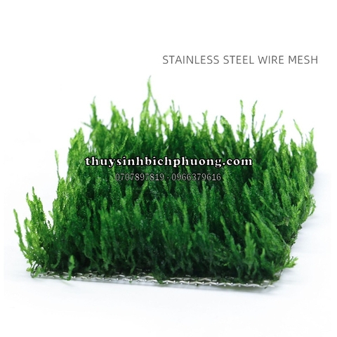 VĨ INOX 304 ƯƠM RÊU, RÁY NANA, DƯƠNG XỈ, BUCEP (8*8CM)