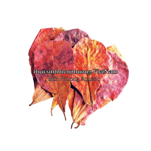 10 LÁ BÀNG KHÔ - GIẢM pH & THẦN DƯỢC PHÒNG VÀ ĐIỀU TRỊ BỆNH CHO CÁ CẢNH