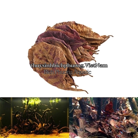 10 LÁ BÀNG KHÔ - GIẢM pH & THẦN DƯỢC PHÒNG VÀ ĐIỀU TRỊ BỆNH CHO CÁ CẢNH