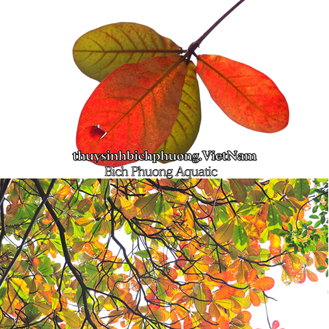 10 LÁ BÀNG KHÔ - GIẢM pH & THẦN DƯỢC PHÒNG VÀ ĐIỀU TRỊ BỆNH CHO CÁ CẢNH