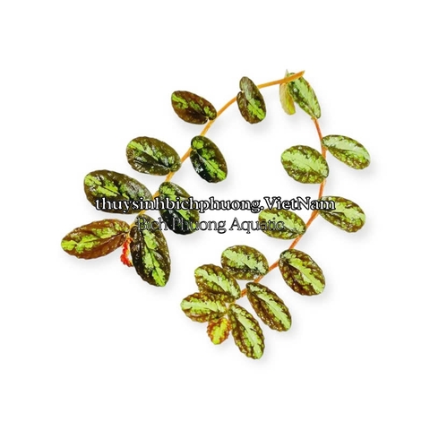 BUCEP PELLIONIA REPENS | THẰN LẰN NHUNG – DÂY LEO TẮC KÈ, DÂY LEO BÁN CẠN