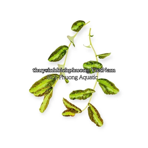 BUCEP PELLIONIA REPENS | THẰN LẰN NHUNG – DÂY LEO TẮC KÈ, DÂY LEO BÁN CẠN