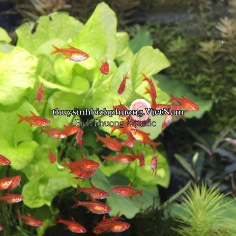 NOVO TAB JBL - VIÊN DÁN THỨC ĂN CUNG CẤP CHẤT ĐẠM