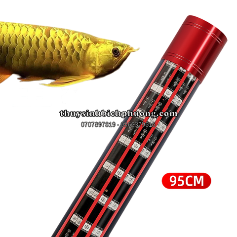 NO1 5D BELOS - ĐÈN LED TANNING CHO CÁ RỒNG ( HUYẾT LONG | KIM LONG)