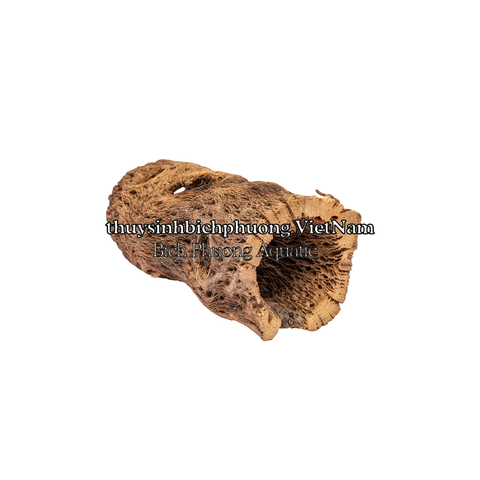 LARGE CHOLLA WOOD - LŨA XƯƠNG RỒNG