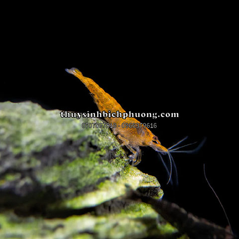 TÉP CAM - ORANGE SHRIMP